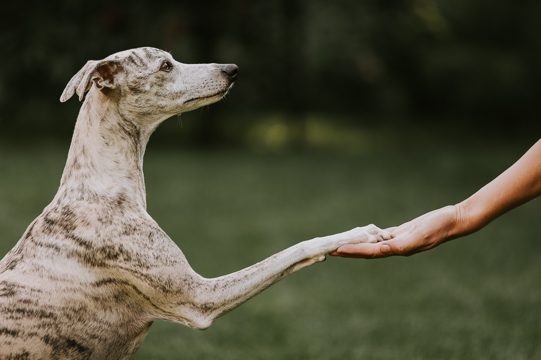 Whippet antaa tassua trimmaajalle